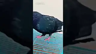 Pigeon attitude / @Pigeon. com