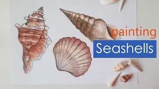 Painting seashells / Color pencils painting / Easy & Simple Drawing For Beginners