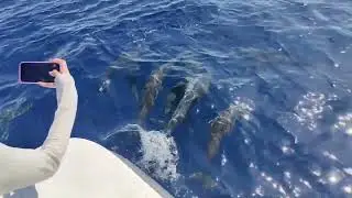 🐬 Thrilling Dolphin Watching in Maafushi, Maldives | Unforgettable Ocean Adventure 🌊✨