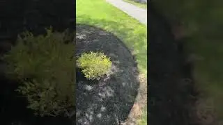 Black ceda mulch