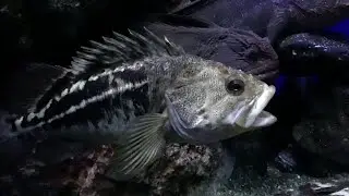 シマゾイ　Threestripe rockfish　Sebastes trivittatus