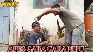 APES GARA GARA NIPU MANG UU @manguyan123 