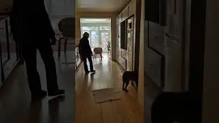 how to tell your dog that's 'mine'#alpha #peaceful