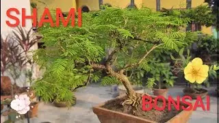 Bonsai of Shami (Prosopis cineraria) plant.