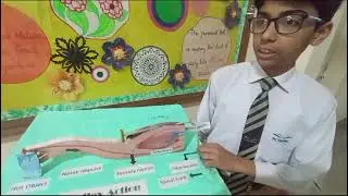 Reflex action|Reflex Arc|Emergency action|Quick Action|Sensory neurons| interneurons| motor neurons