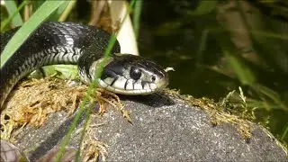 Large Grass Snake in the Garden Pond - Gro&szlig;e Ringelnatter im Gartenteich