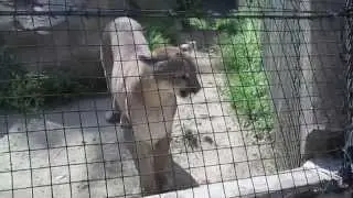 Puma and Snow Leopard - St. Louis Zoo May 7 2014