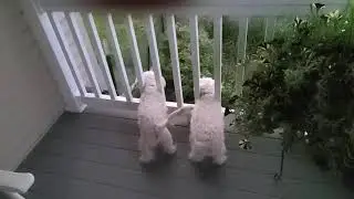 Wagging tales.