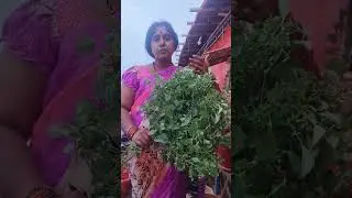 గజ్జి తామర శరీర దురదలకు ఈ మొక్క #ayurved #ayurvedicmedicine #ayurvedictreatment #ayurvedictips