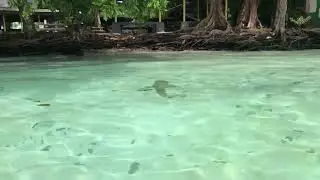 Shark City, Palau Swimming with Blacktips