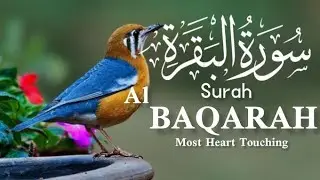 #Surah Al Baqarah live#dailycooking888#Daily routinei#Mydailyroutineinpakistan#