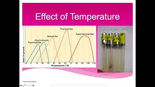 Effect of Temperature Lab