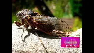 cicada sound effect
