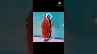 fish lovers discus #shorts
