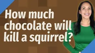 How much chocolate will kill a squirrel?