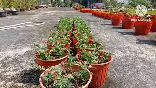 Cách ngắt đọt (đi cơi) cho vạn thọ ban mai | Cách bón phân cho vạn thọ ban mai | Pha Đức #253