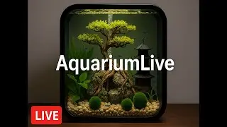 🔴 Live Aquarium Feed | Planted Shrimp Tank & Chill Beats | 31/01/2026