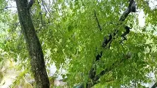 December 9, 2025.  Strong Baeli Tree with Ditwah 