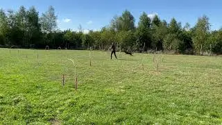 Canine hoopers training