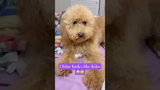 My Toy Poodle Chloe looks like Kiko. El Chavo Del 8😂#toypoodle #elchavodel8 #kiko #funnydog #funny