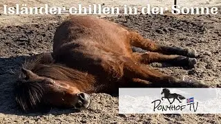 Isländer chillen in der Sonne - ein Samstag Nachmittag auf dem Witthus Hof