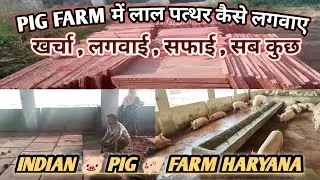 PIG FARM में लाल पत्थर कैसे लगवाए # Pig Farm Ke Lie Shed Design Kse kre# Red Stone Lagvane ka Khrach