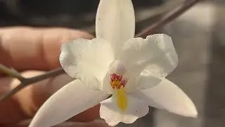 😊😊 LAELIA ALBIDA 😊😊 UNA BELLEZA SENCILLA