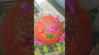 Why This Cactus Looks Like A Chili Plant