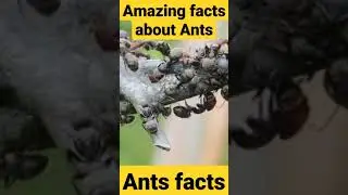 Facts #2 | Amazing facts about ants |Ants fact|#shorts #ants #viral  #amazingfacts #interestingfacts