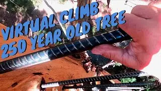 Virtual Climb up the Gloucester Tree WA + Free Camps + School Holidays + Caravanning Full Time