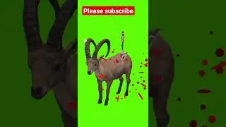 deer green screen#cartoonforkids #cartoonvideo #cartoon #greenscreen february, 2023