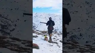 #setteringles #hunting #setter #keklikavı #partridgehunt #mountains #setterlife #setters