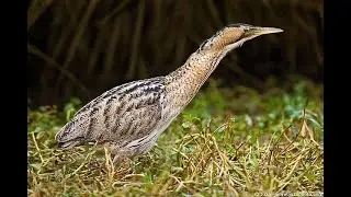 Avetoro euroasi&aacute;tico (Botaurus stellaris) Canto