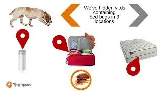 K9 Detection of Bed Bugs &ndash; Training a Dog