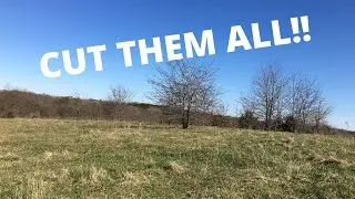 CLEANING UP PASTURE