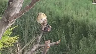Zeba (Fringilla coelebs)