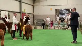 Redens Churchill - Brown Male Champion - NEBAG Show 2021