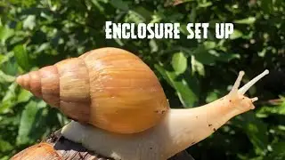 SETTING UP A TERRARIUM FOR GIANT AFRICAN LAND SNAILS