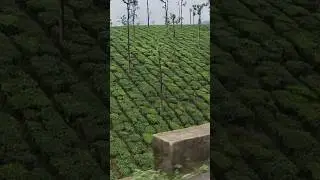 #valparai Tea Estate from Auto View