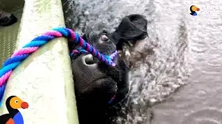 Man Rescues Drowning Cow After Hurricane Florence | The Dodo