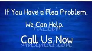 Demo Video Pest Control Facts - Fleas