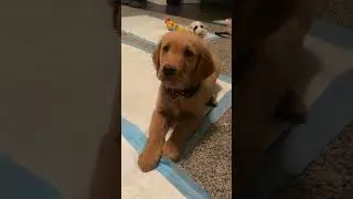Hyper Golden Retriever puppy Compilation!