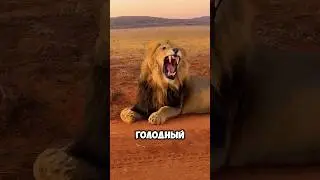 Почему львы и тигры ведут себя с человеком по разному? 🦁🐯 #животные #милыеживотные