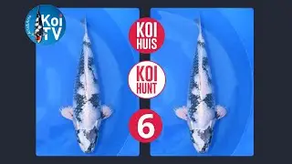 KOI TV | KoiHuis KoiHunt najaar 2024 deel 6 | Takatatsu