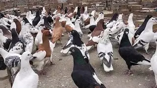 کفترهای نابغه حاجی صاحب عید محمد چهارده❤❤Afghan pure pigeons in Kabul Afghanistan