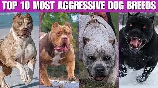 Top 10 Dangerous Dogs You Should NEVER Own Without Training