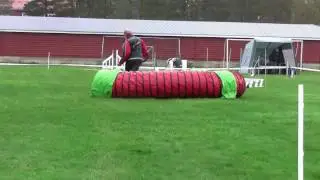Schapendoes Agility Team Large Jumping, Evje, September 6, 2014