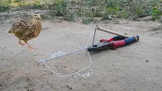Technique Creative Easy Bird Trap Using Hand Cut | Simple Quail Trap