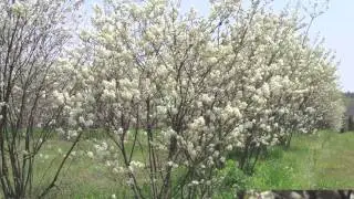 Fast Growing Serviceberry For Sale