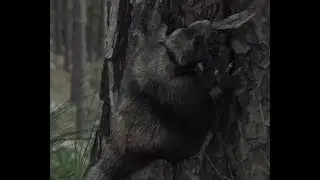 Ancient Earth - Volaticotherium antiquum
